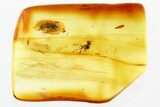 Detailed Fossil Marsh Beetle (Scirtidae) in Baltic Amber #346602-1